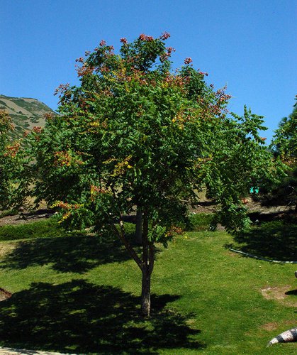 Koelreuteria paniculata Habit JWB.JPG