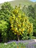 Laburnum × watereri 'Vossii' Habit in Flower JWB16.JPG