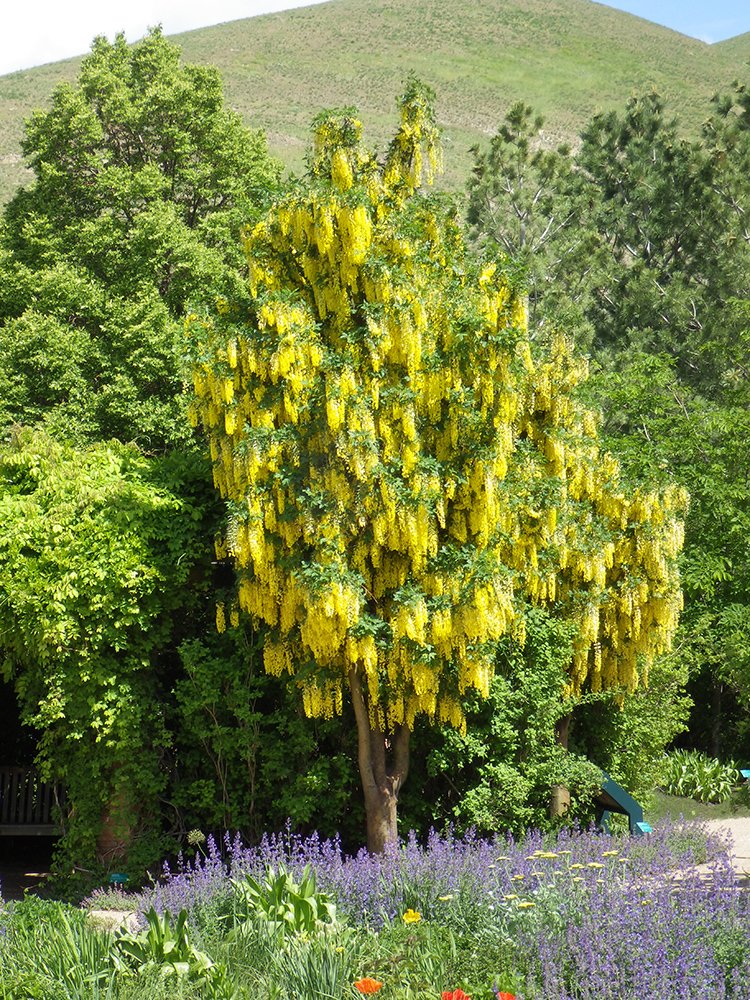 Laburnum × watereri 'Vossii' Habit in Flower JWB16.JPG