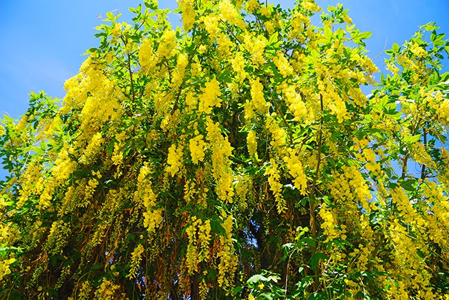 Laburnum watereri &#x27;Vossii&#x27; Flower Spring HMS22