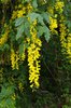 Laburnum x watereri 'Vossii' Flowers 1 JWB19.JPG
