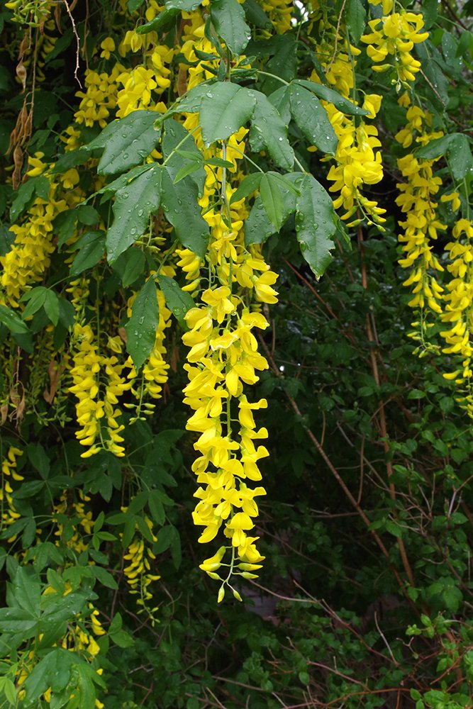 Laburnum x watereri 'Vossii' Flowers 1 JWB19.JPG