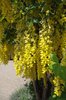 Laburnum x watereri 'Vossii' Flowers 1 LEG18.JPG