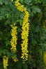 Laburnum x watereri 'Vossii' Flowers 2 JWB19.JPG