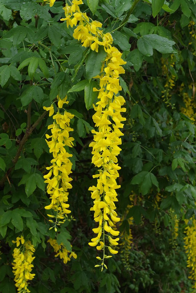 Laburnum x watereri 'Vossii' Flowers 2 JWB19.JPG