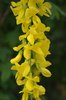 Laburnum x watereri 'Vossii' Flowers 3 JWB19.JPG