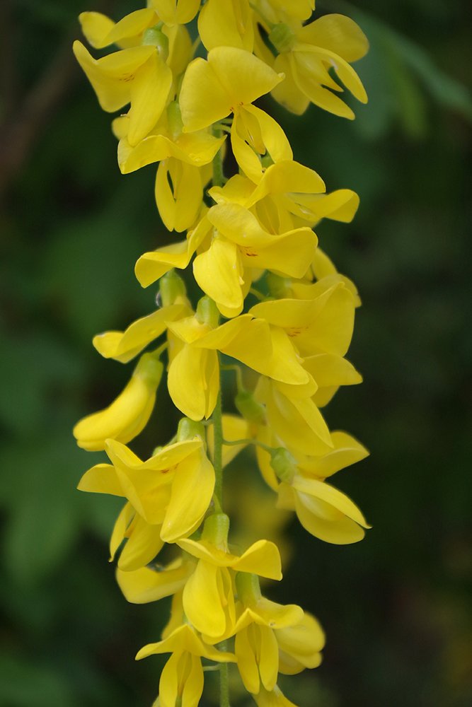 Laburnum x watereri 'Vossii' Flowers 3 JWB19.JPG