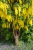Laburnum x watereri 'Vossii' Flowers and Trunk JMH16.JPG