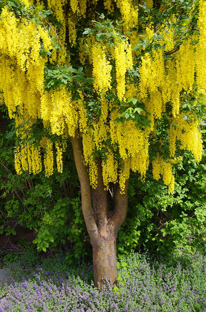 Laburnum x watereri 'Vossii' Flowers and Trunk 2 JMH16.JPG