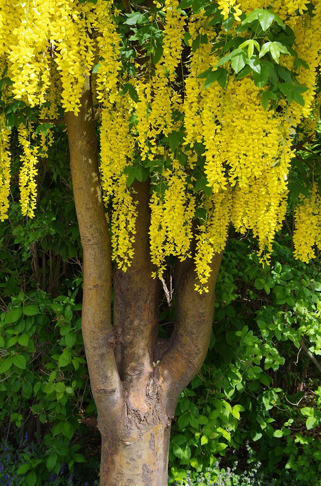 Laburnum x watereri 'Vossii' Flowers and Trunk JMH16.JPG