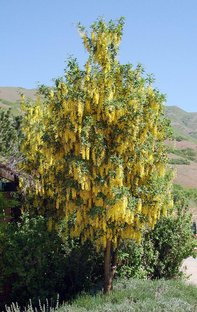 Laburnum x watereri 'Vossii' Habit in Flower JWB.JPG