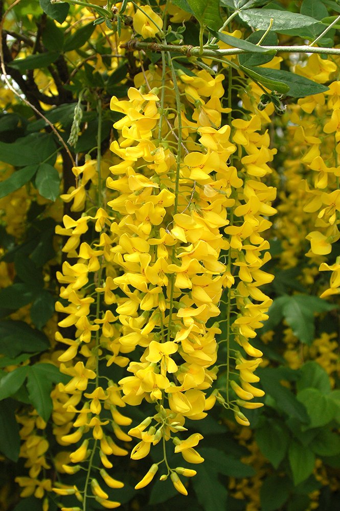 Laburnum x watereri 'Vossii' Inflorescence JWB.JPG
