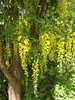 Laburnum x watereri 'Vossil' Flower 2 HMS16.JPG