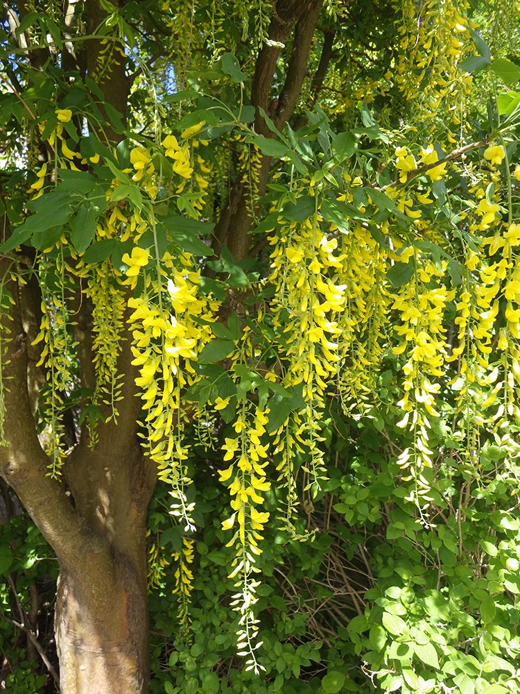 Laburnum x watereri 'Vossil' Flower 2 HMS16.JPG