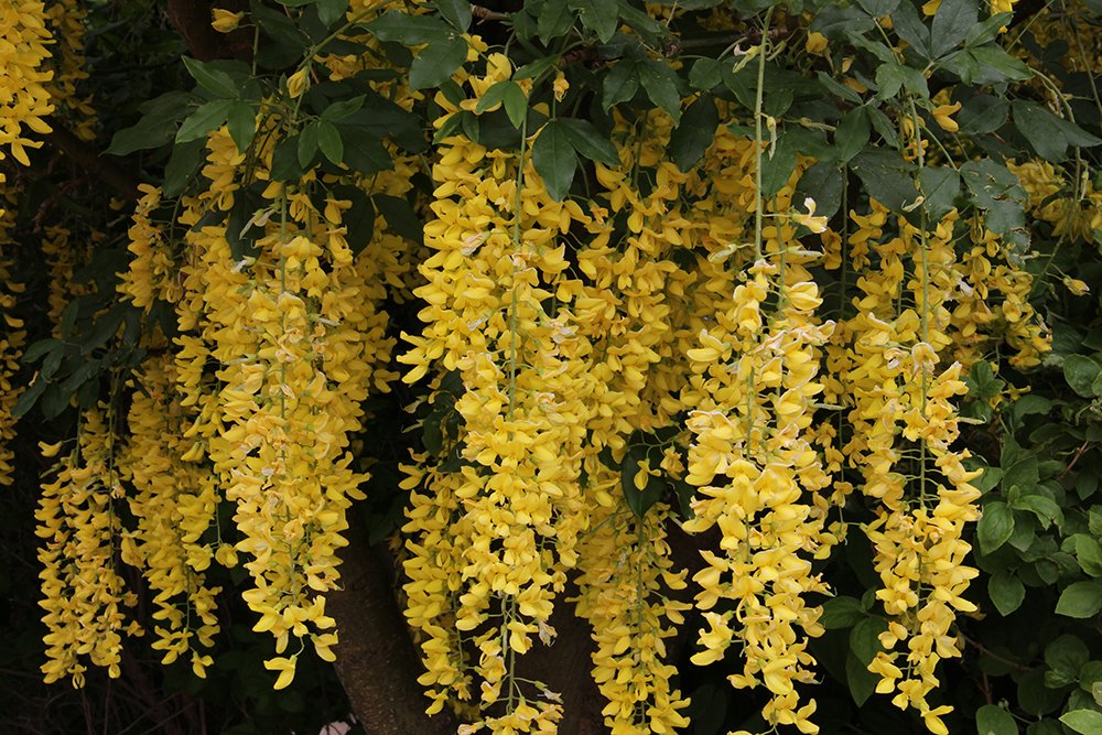 Laburnum x watereri 'Vossil' Flower AJJ16.JPG