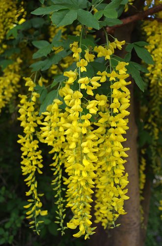 Laburnum x watereri 'Vossil' Flower JAM16.JPG