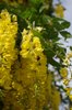 Laburnum x watereri 'Vossil' Flower and Insect JAM16.JPG