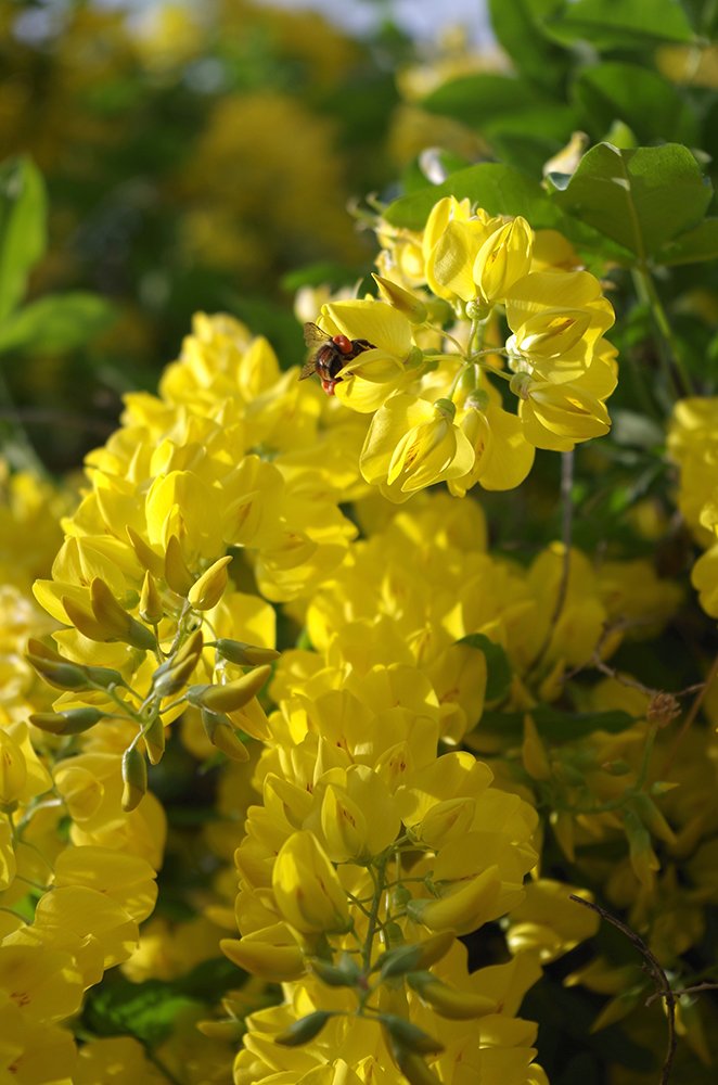 Laburnum x watereri 'Vossil' Flower and Insect 2 JAM16.JPG