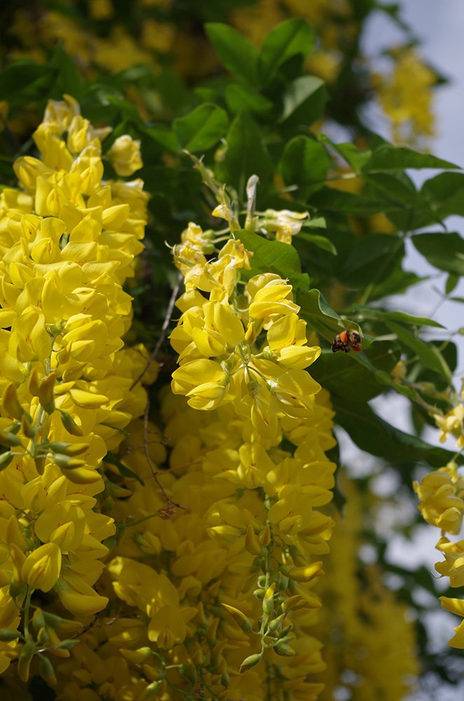 Laburnum x watereri 'Vossil' Flower and Insect JAM16.JPG