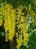 Laburnum x wateri 'Vossii' Inflorescences LO11.JPG