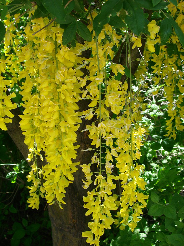 Laburnum x wateri 'Vossii' Inflorescences LO11.JPG
