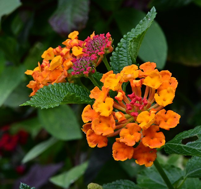 Lantana-camara-Flowers-GLE21.JPG