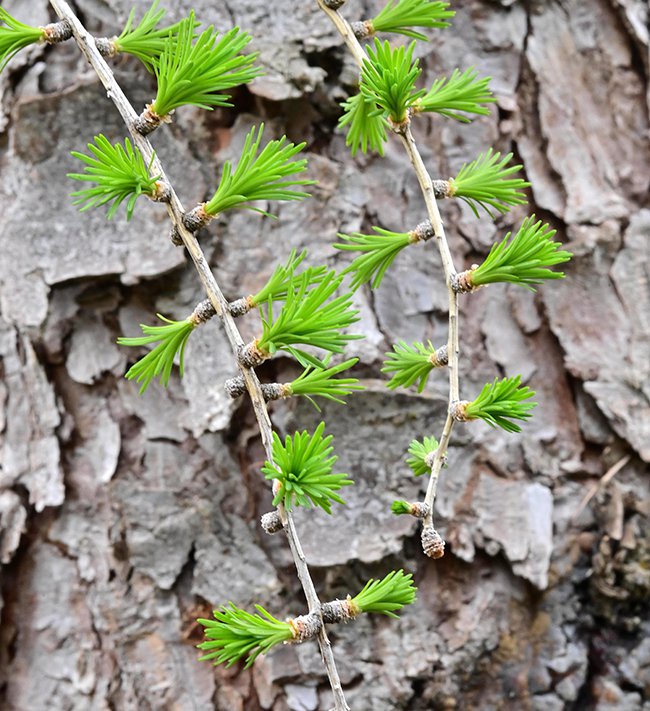 Larix-decidua-Emerging-Leaves-1-GLE21.JPG