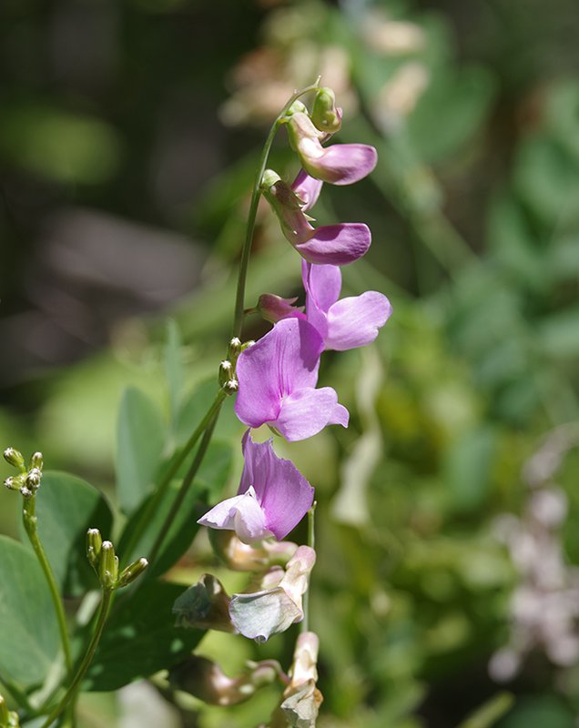 Lathyrus-pauciflorus-Flowers-3-JWB22