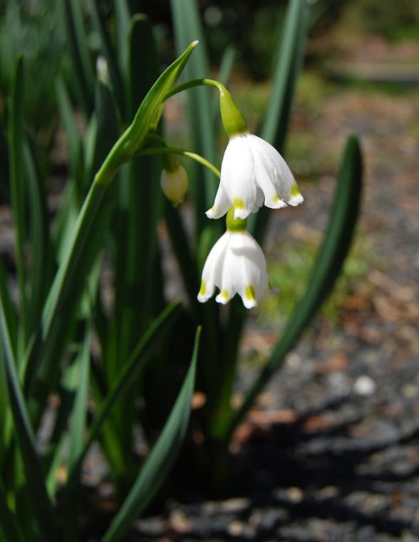 Leucojum-aestivum-Neal-Dombrowski