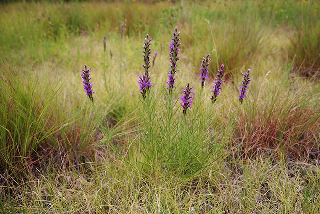 Liatris-punctata-Flower-Habit-Summer-4-HMS25