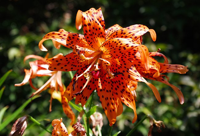 Lilium-lancifolium-&#x27;Flore-Pleno&#x27;-Flower-Summer-3-HMS21.jpg