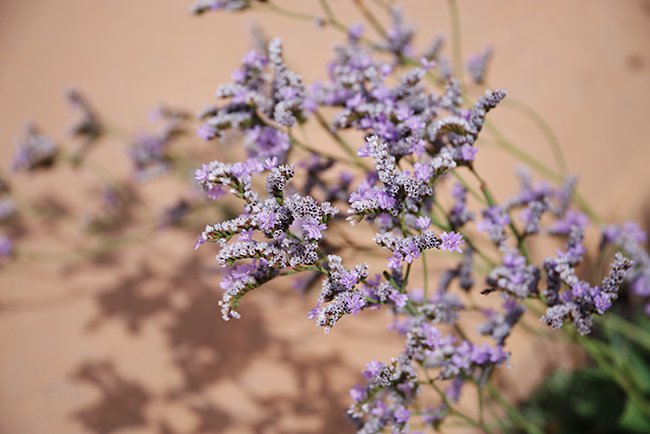 Limonium-latifolium-Flower-Summer-HMS22