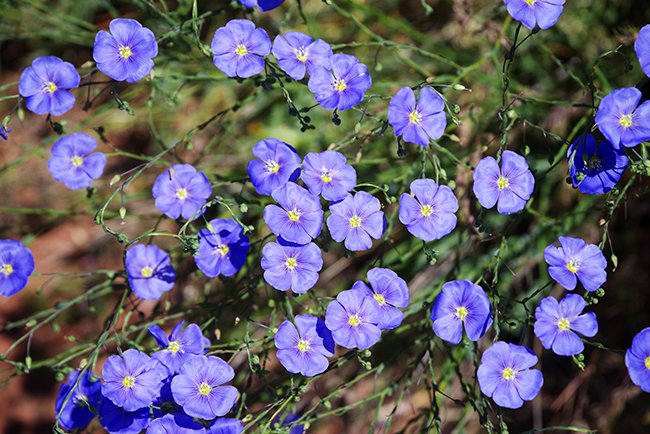 Linum-lewisii-Flowers-JWB24