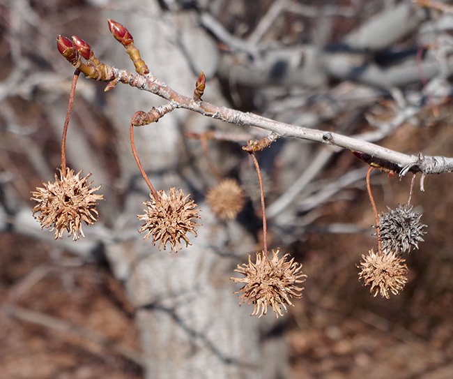 Liquidambar-styraciflua-&#x27;Worplesdon&#x27;-Winter-Fruits-1-JWB22