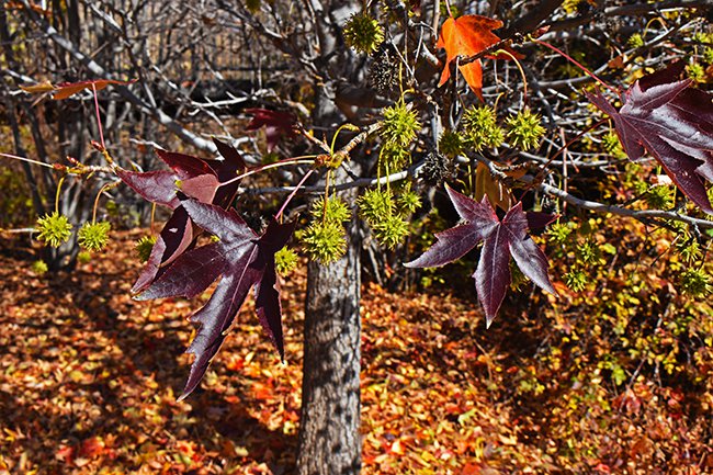 Liquidamber-styraciflua-&#x27;Worplesdon&#x27;