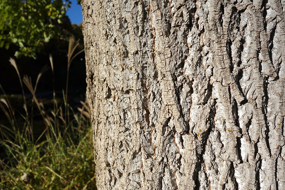 Liriodendron tulipifera Bark 1 FAW18.JPG