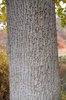 Liriodendron tulipifera Bark HMS15.JPG