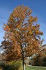 Liriodendron tulipifera Fall Color GG12.JPG