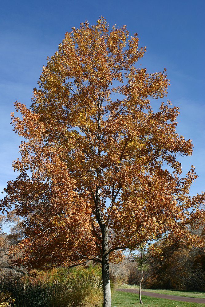 Liriodendron tulipifera Fall Color GG12.JPG