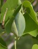 Liriodendron tulipifera Flower Bud JWB.JPG