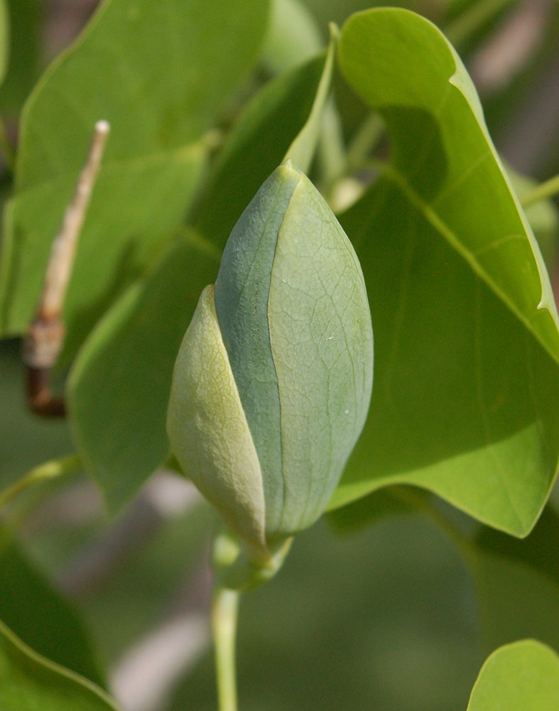 Liriodendron tulipifera Flower Bud JWB.JPG