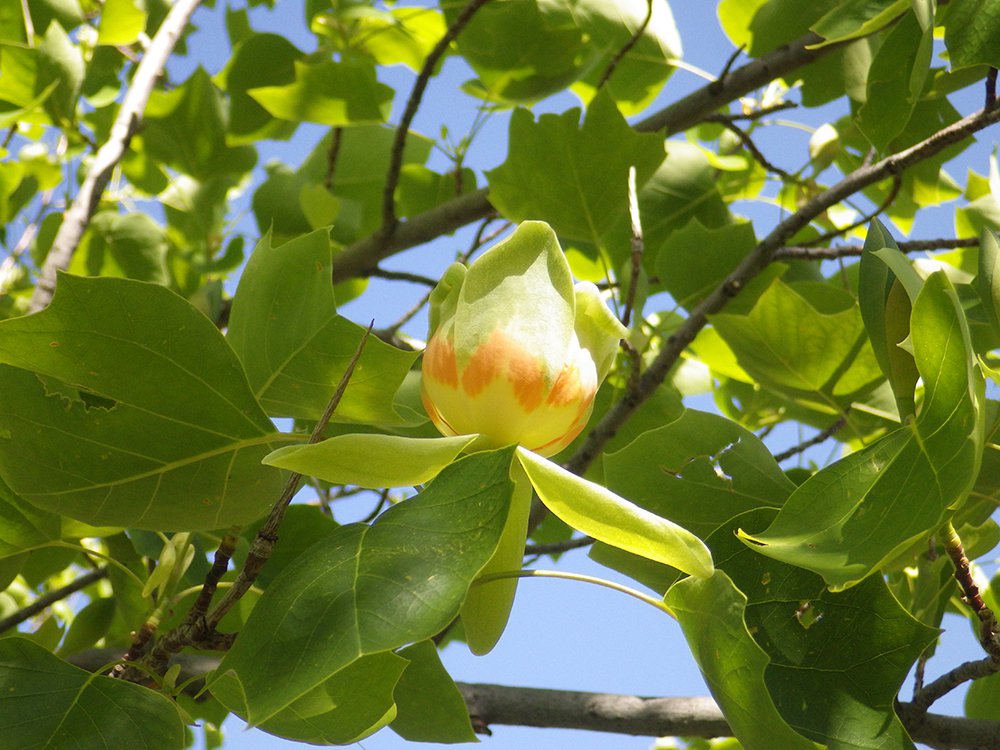 Liriodendron tulipifera Flower HMS16.JPG
