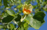 Liriodendron tulipifera Flower and Leaves JWB.JPG