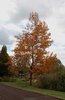 Liriodendron tulipifera Habit Fall SQS14.JPG