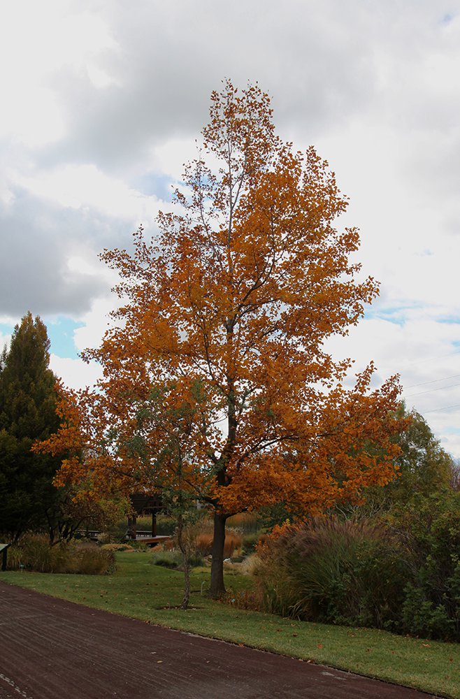 Liriodendron tulipifera Habit Fall SQS14.JPG