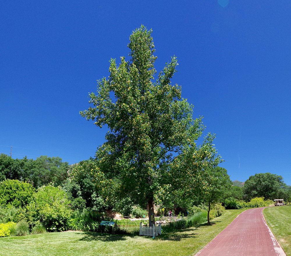 Liriodendron tulipifera Habit JWB18.jpg