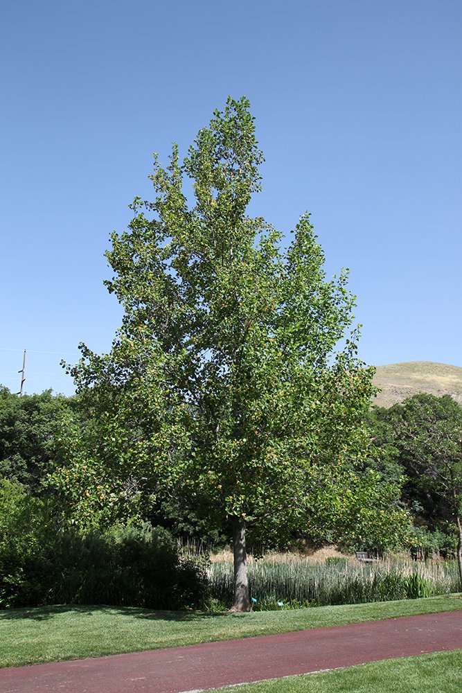 Liriodendron tulipifera Habit SQS14.JPG