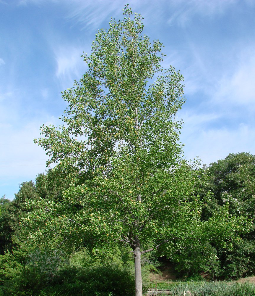 Liriodendron tulipifera  Habit VL.jpg