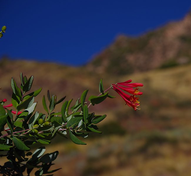 Lonicera-&#x27;Blanche-Sandman&#x27;-Fall-HMS22