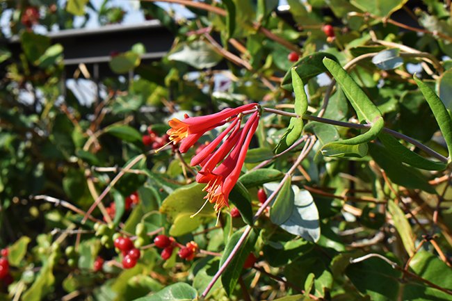 Lonicera-periclymenum-&#x27;Serotina&#x27;-Flower-HMS21.jpg